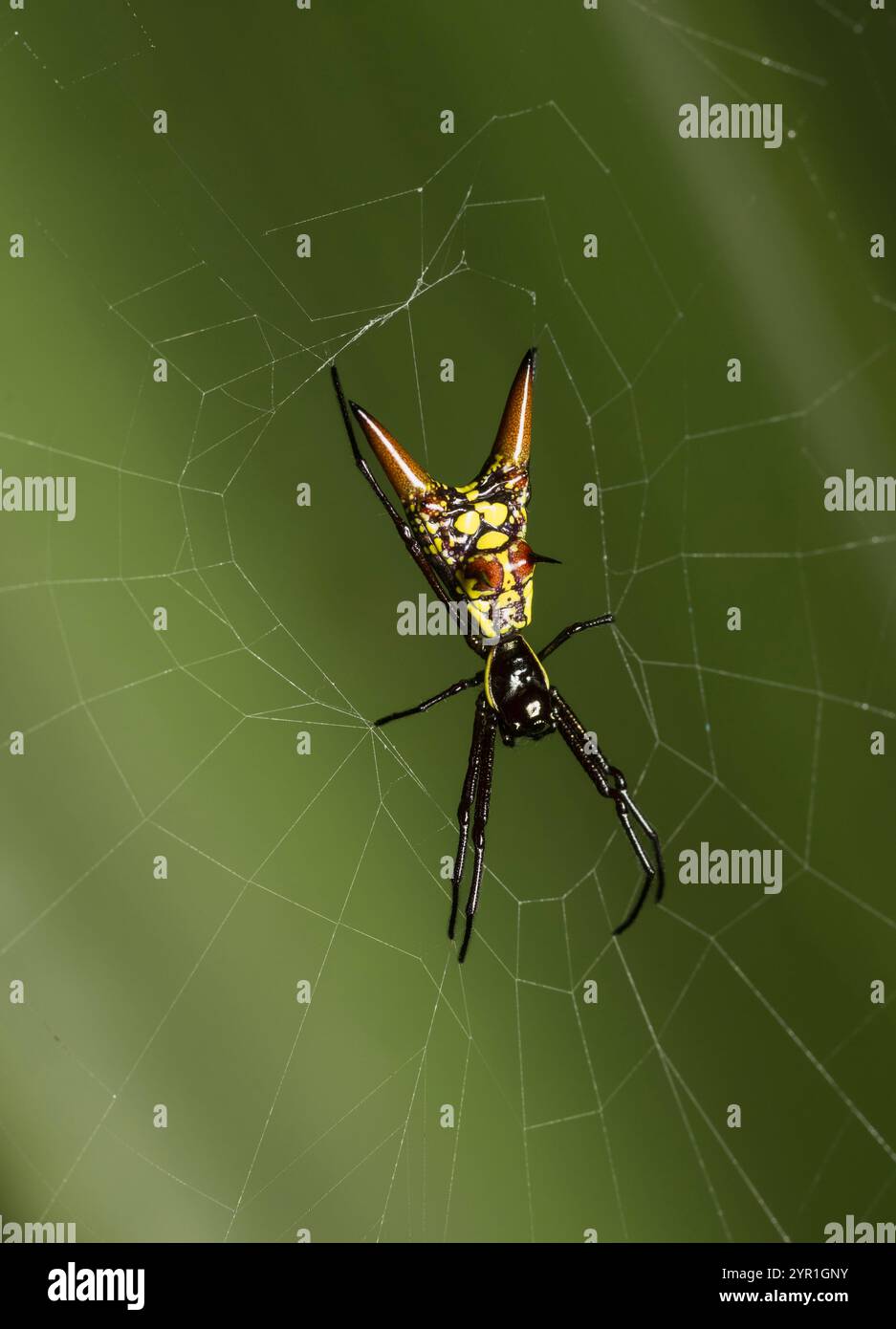 Spiny Orbweaver Spider, Micrathena brevipes, im Web, Costa Rica Stockfoto