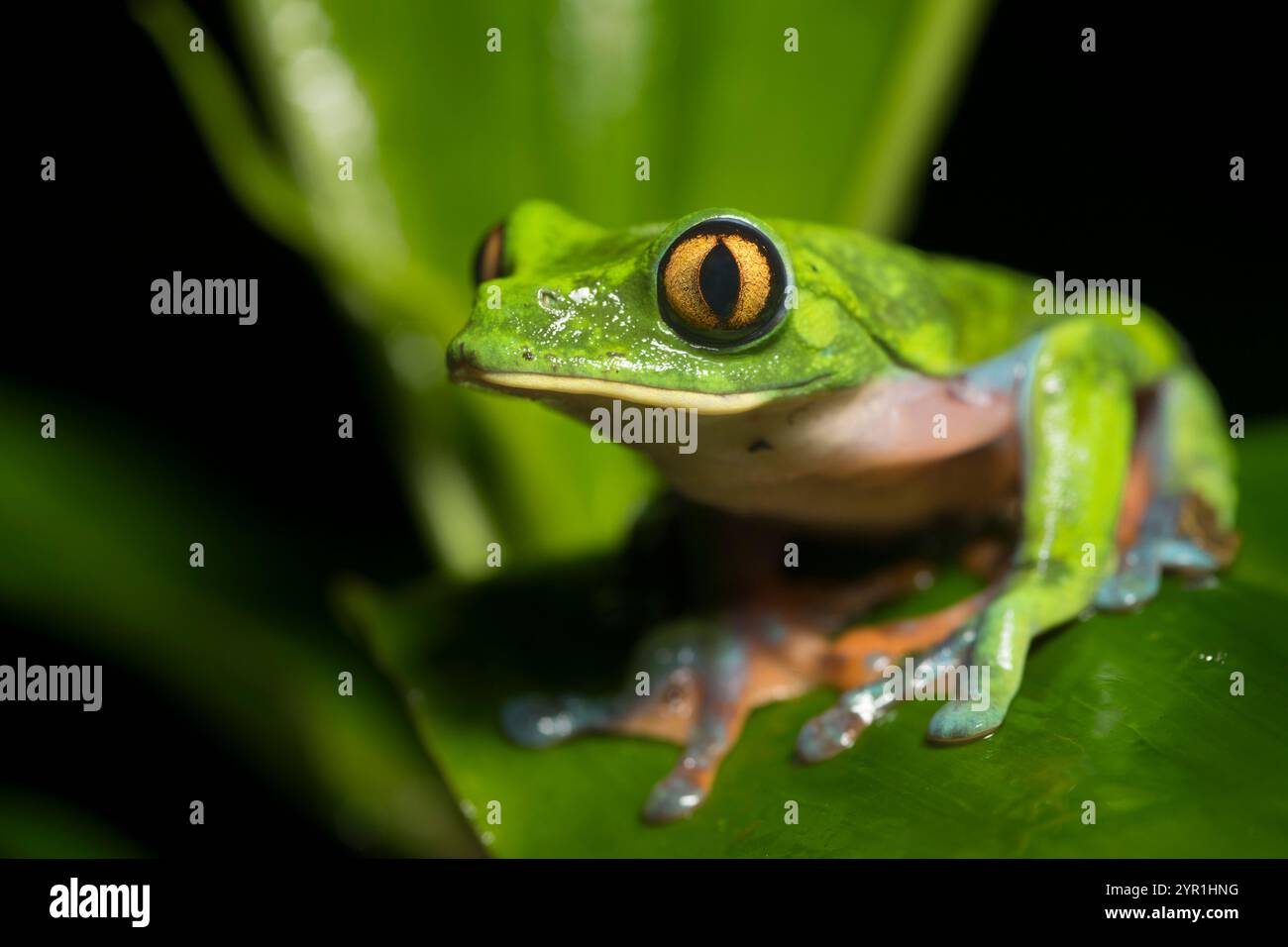 Goldaugen-Baumfrosch, Agalychnis annae, auch bekannt als Gelbaugen-Blattfrosch, gefährdete Arten, San Jose, Heredia, Costa Rica Stockfoto