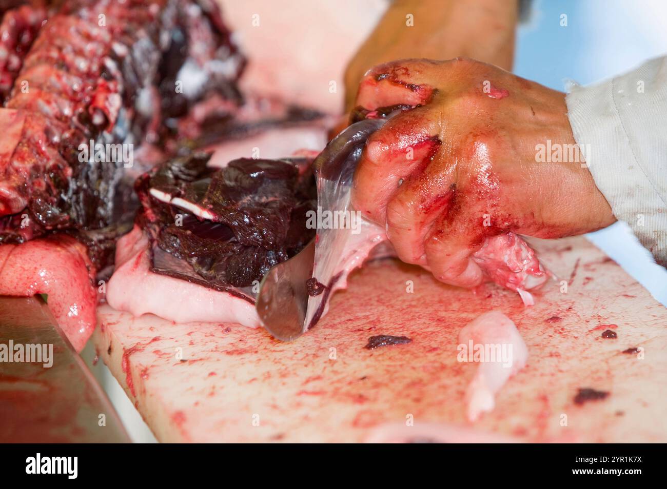 Robbenfleisch wird von einem Inuit-Mann in Ilulissat in Grönland geschlachtet. Stockfoto