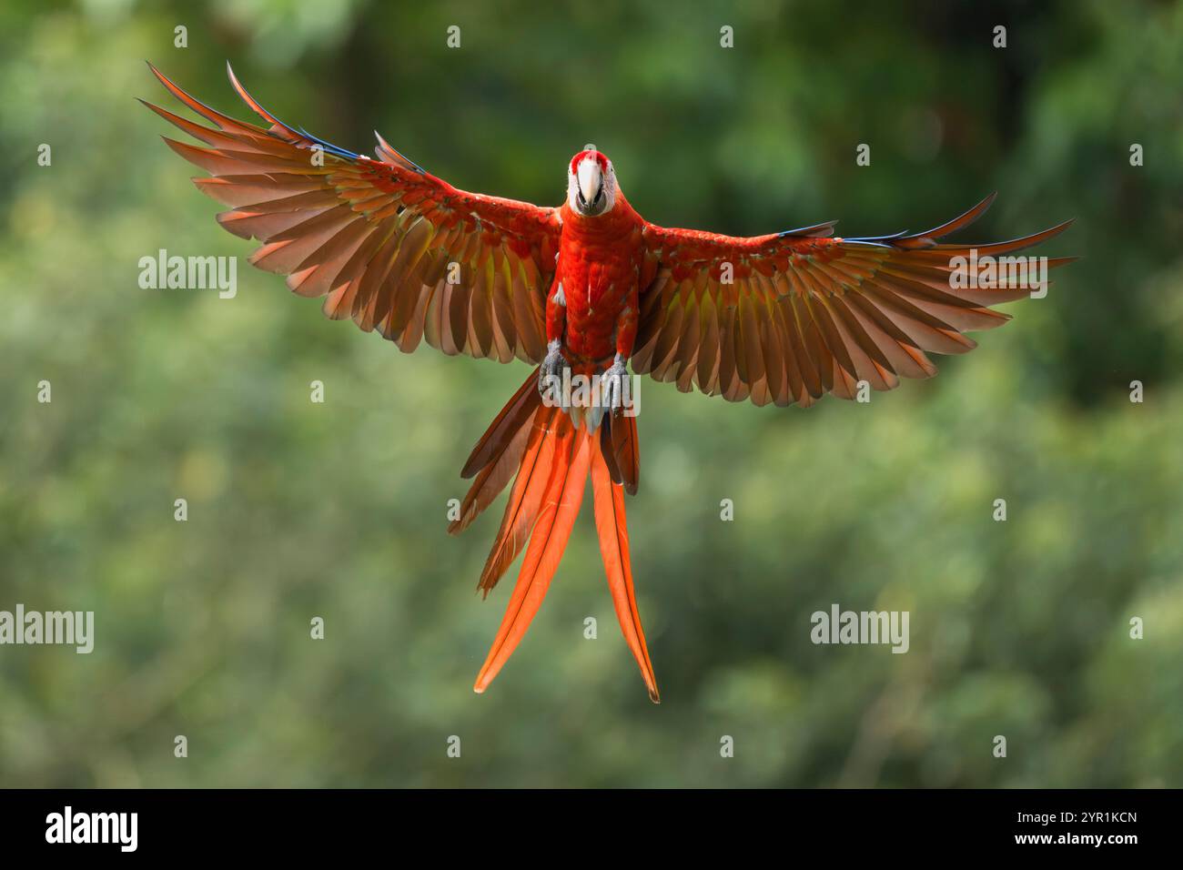 Scharlach Ara, Ara macao, im Flug, Costa Rica Stockfoto