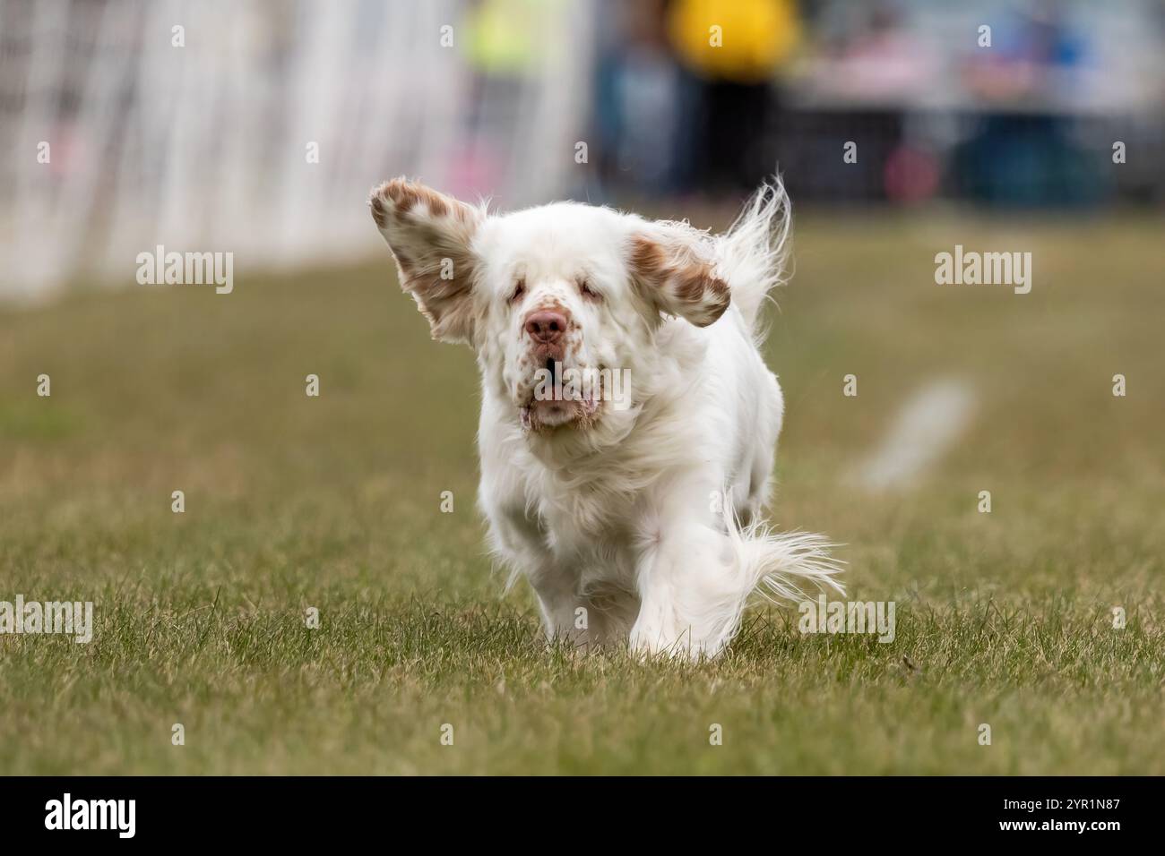 Clumber Spaniel Lure Course Sprint Dog Sport Stockfoto