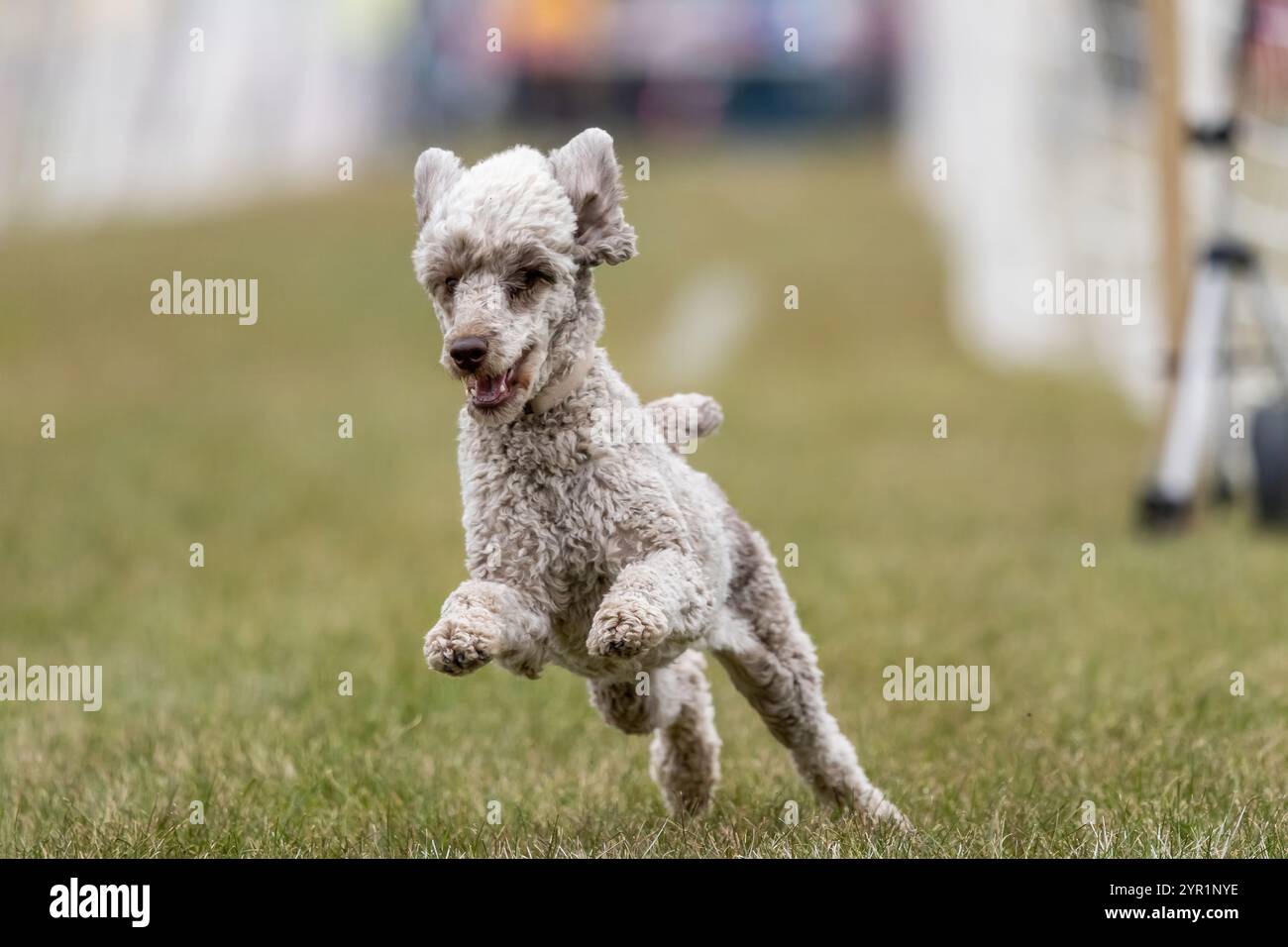 Happy Grayish Brown Toy Poodle Running Lure Course Sprint Dog Sport Stockfoto