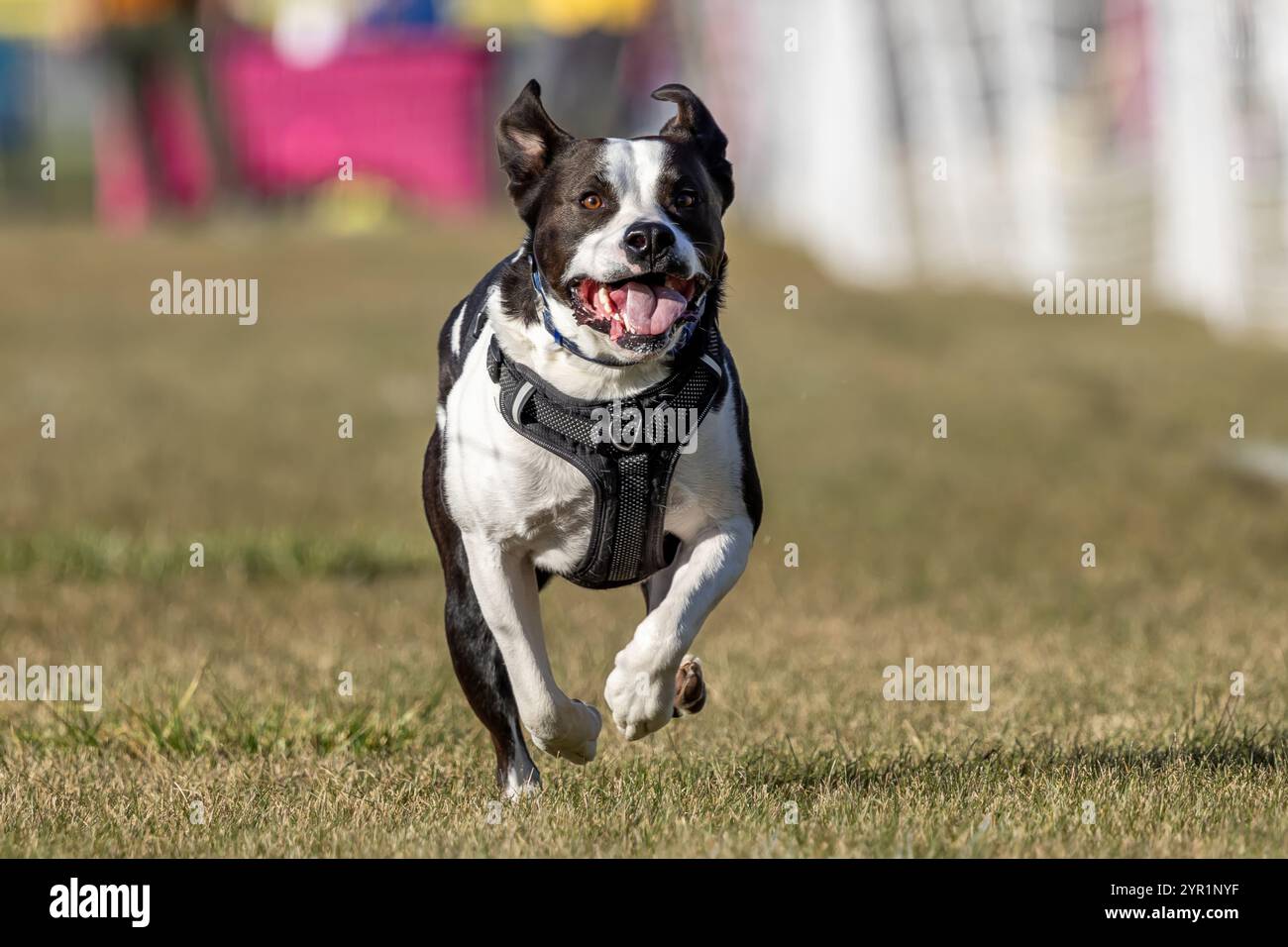 Black and White Mixed Breed Mutt Running Lure Course Sprint Dog Sport Stockfoto