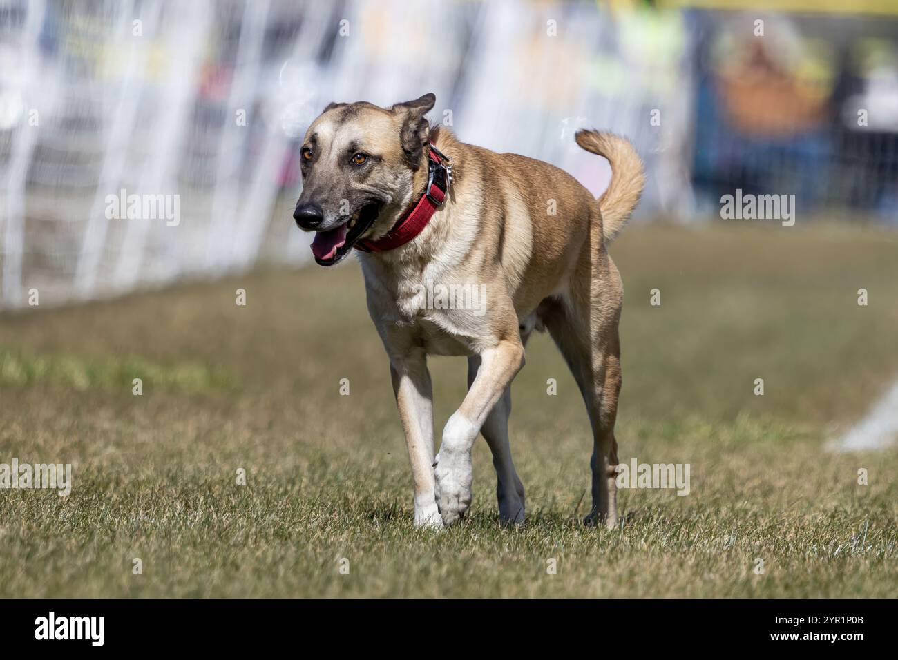 Shepherd Mixed Breed Mutt Mix Running Lure Course Sprint Dog Sport Stockfoto