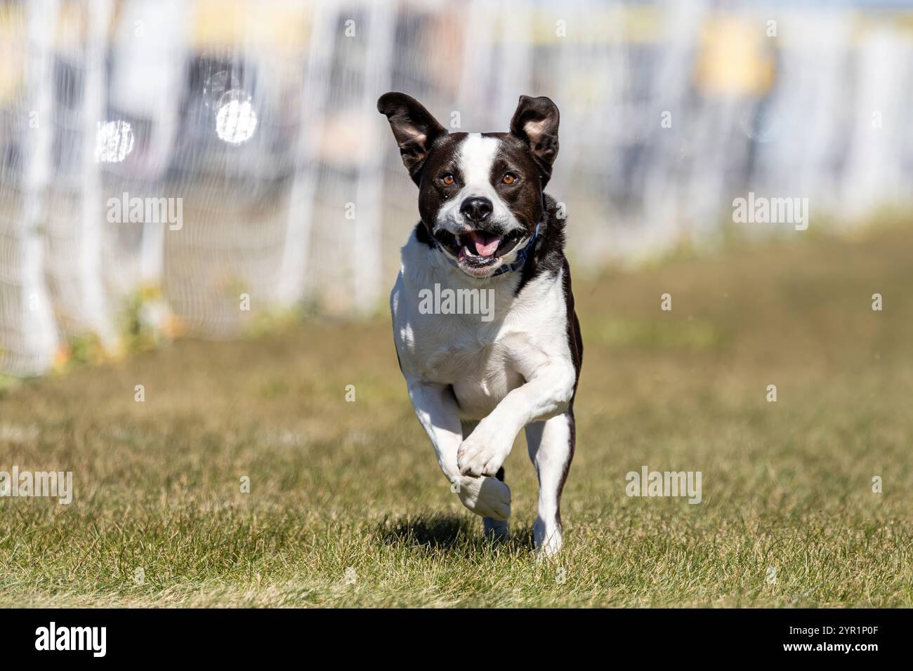 Black and White Mixed Breed Mutt Running Lure Course Sprint Dog Sport Stockfoto