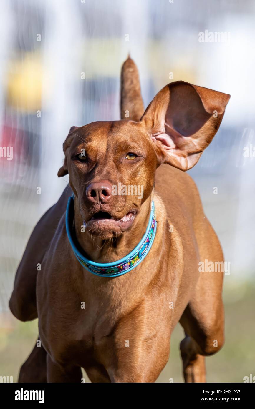 Ungarischer Magyar Pointer Vizsla Running Lure Course Sprint Dog Sport Stockfoto