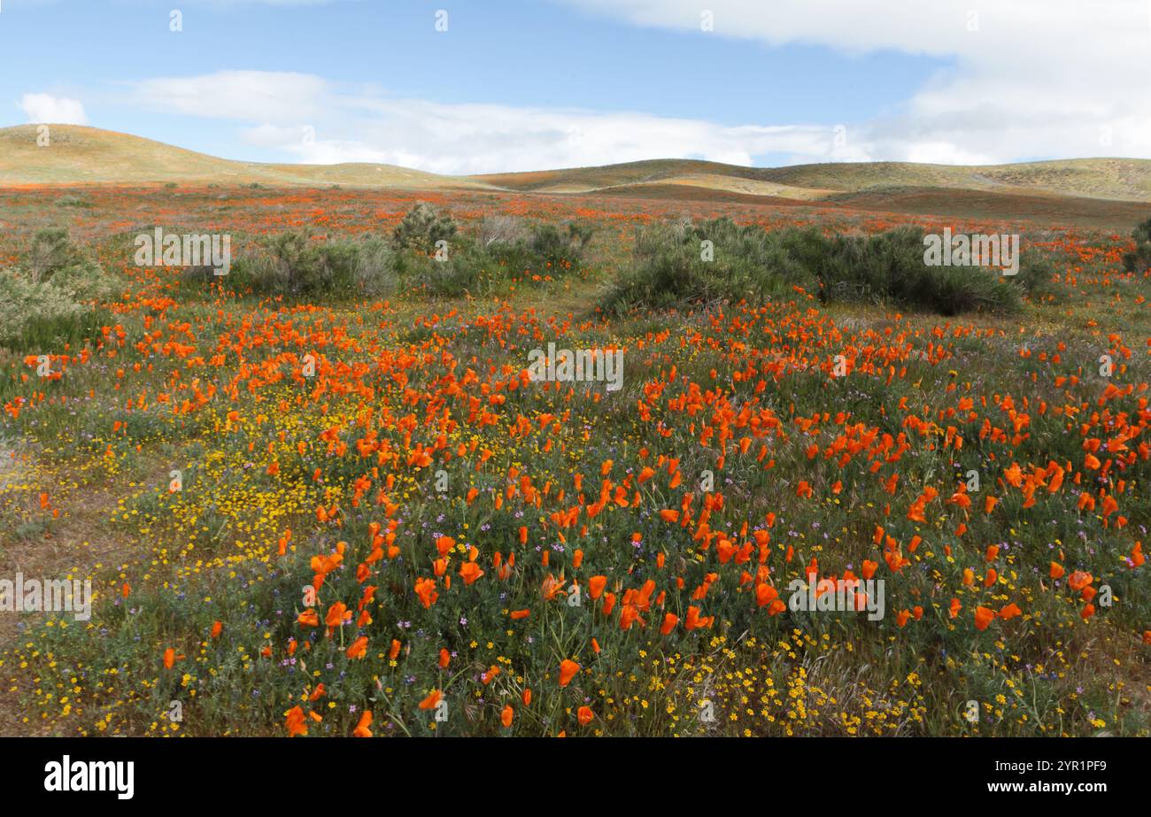 Leuchtender orangefarbener Mohnblumen mit rollenden Hügeln im Hintergrund Stockfoto