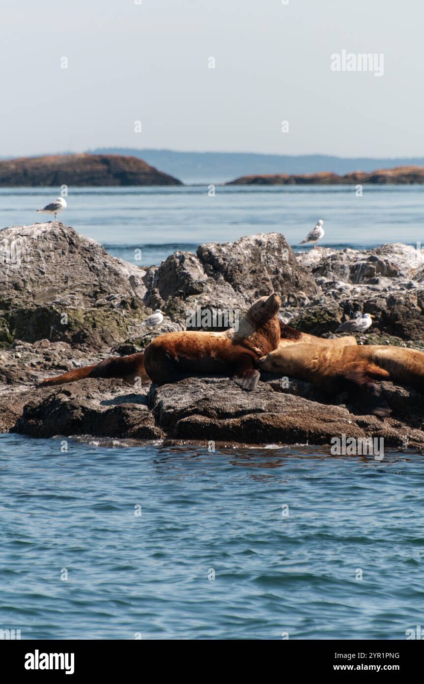 Seelöwen ruhen auf felsigen Ausbissen, umgeben von Vögeln und Ruhe Stockfoto