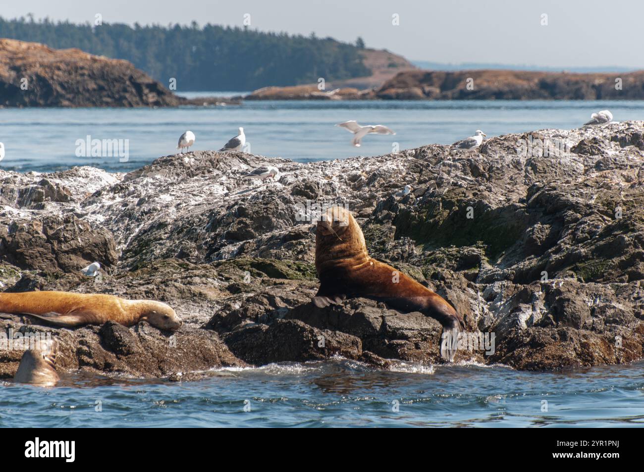 Seelöwen ruhen auf felsigen Ausbissen mit Möwen in einer Küste Stockfoto