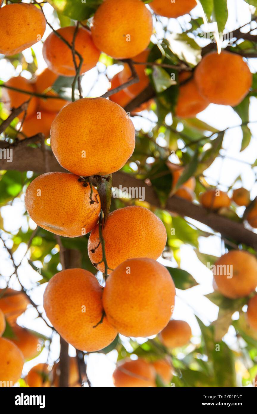 Reife Orangen hängen an einem Baumzweig im hellen Sonnenlicht Stockfoto