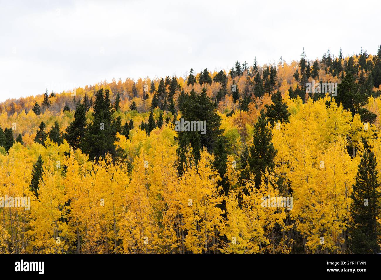 Dichter Wald aus goldenen Aspen und grünen Kiefern auf einem Hügel Stockfoto