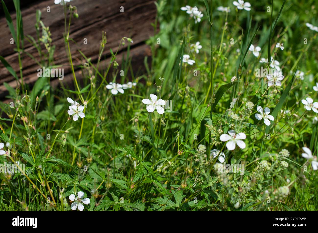 Kleine weiße Wildblumen zwischen grünem Gras und hölzernem Hintergrund Stockfoto