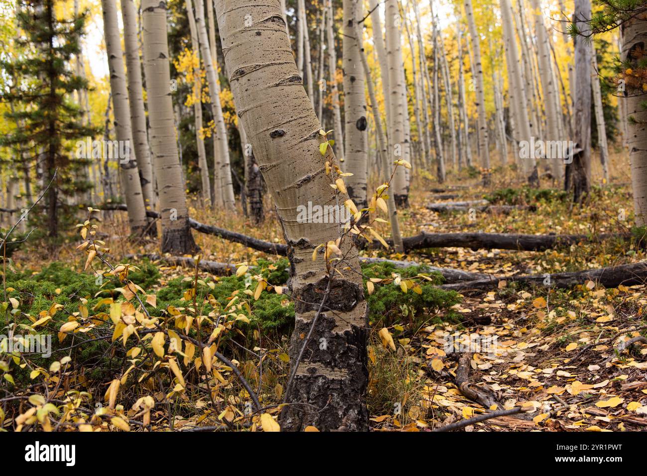 Nahaufnahme eines Aspenwaldbodens im Herbst, bedeckt mit gelbem l Stockfoto