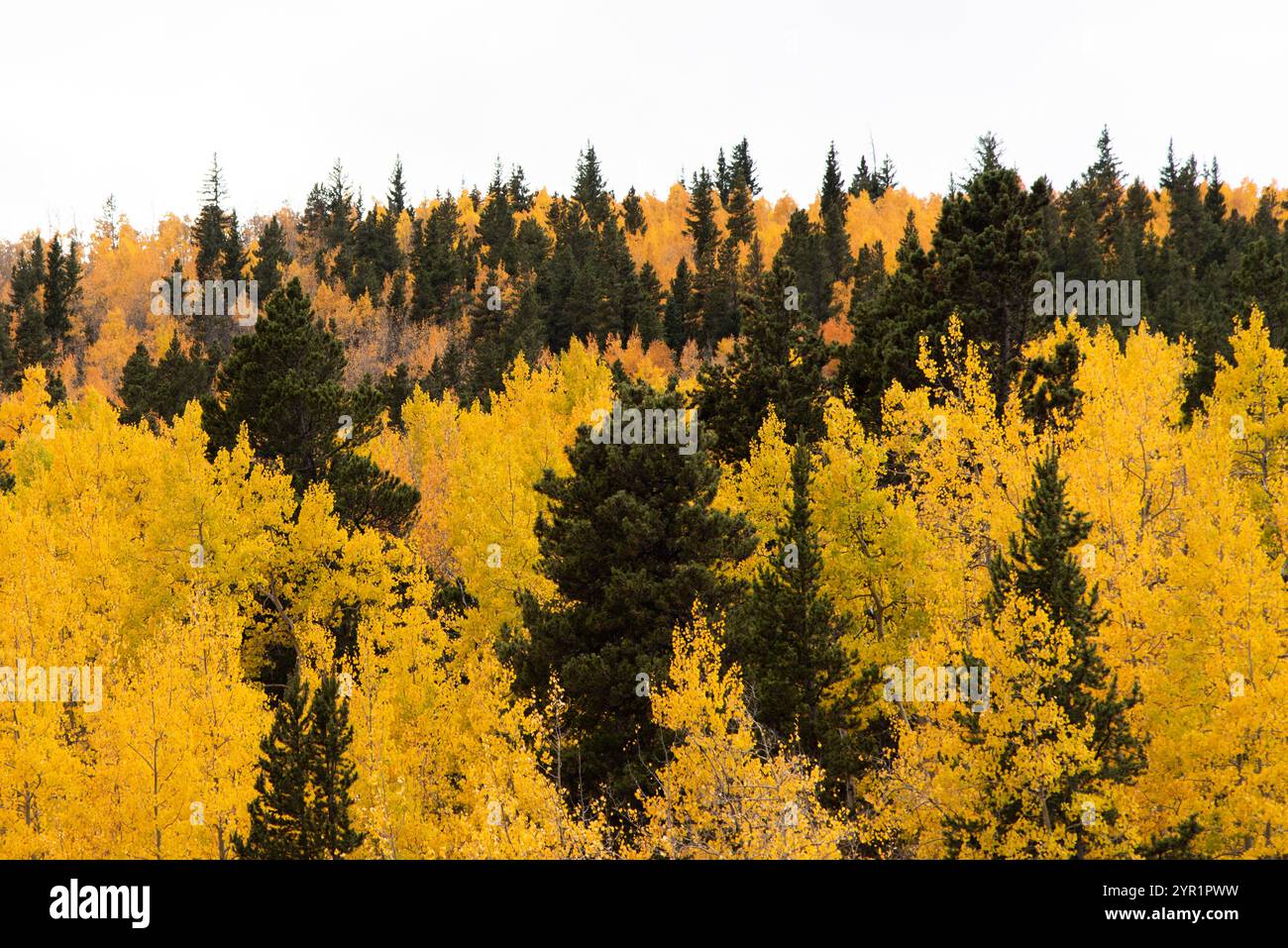 Dichte gelbe Espenbäume, durchsetzt von hohen grünen Kiefern Stockfoto