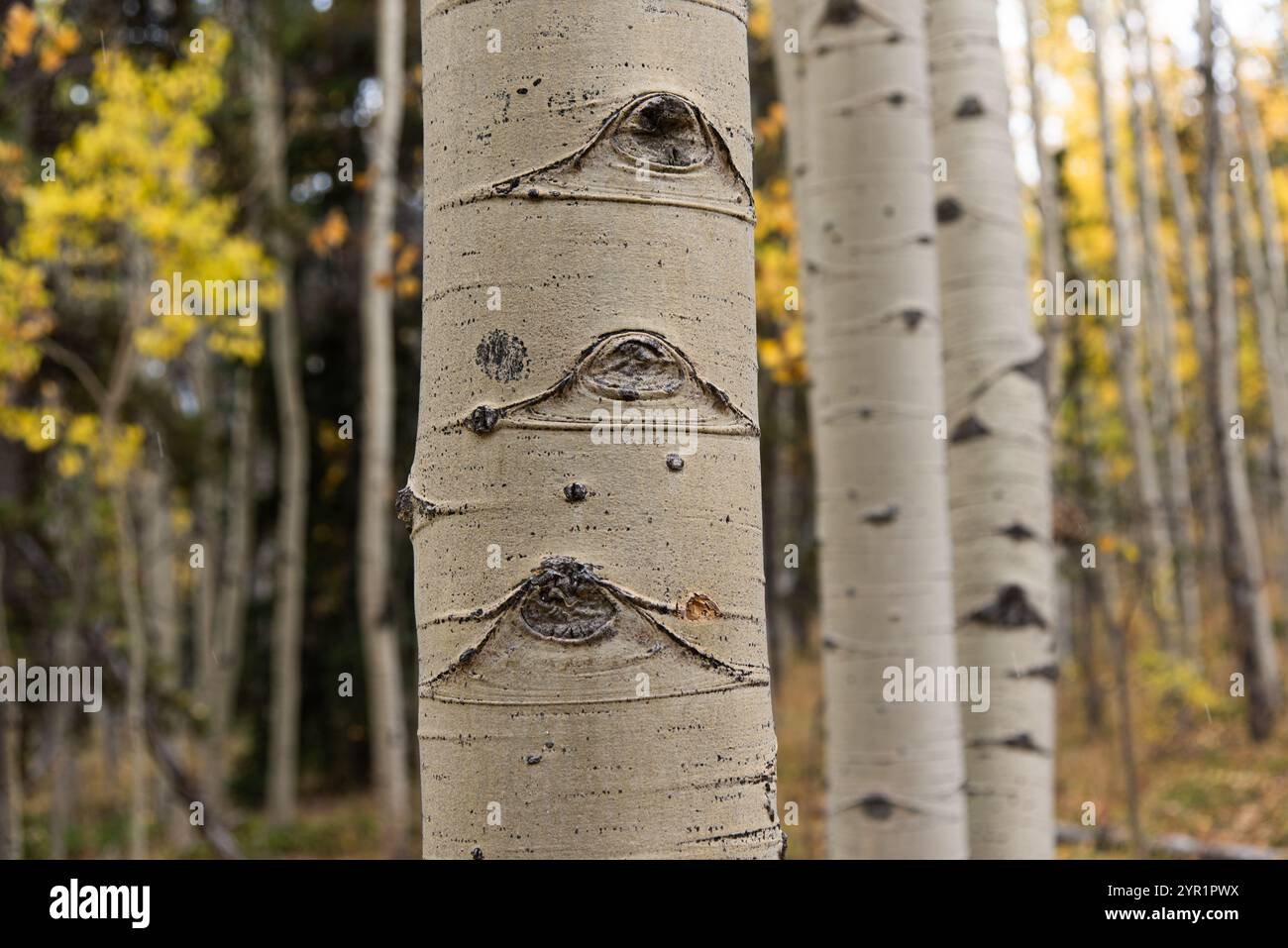 Nahaufnahme eines Aspenbaums mit augenförmigen Markierungen, Suruu Stockfoto