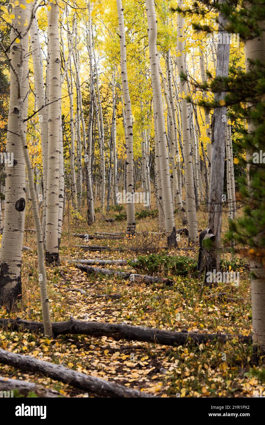 Ein ruhiger Waldweg, umgeben von hohen Espenbäumen im Herbst Stockfoto