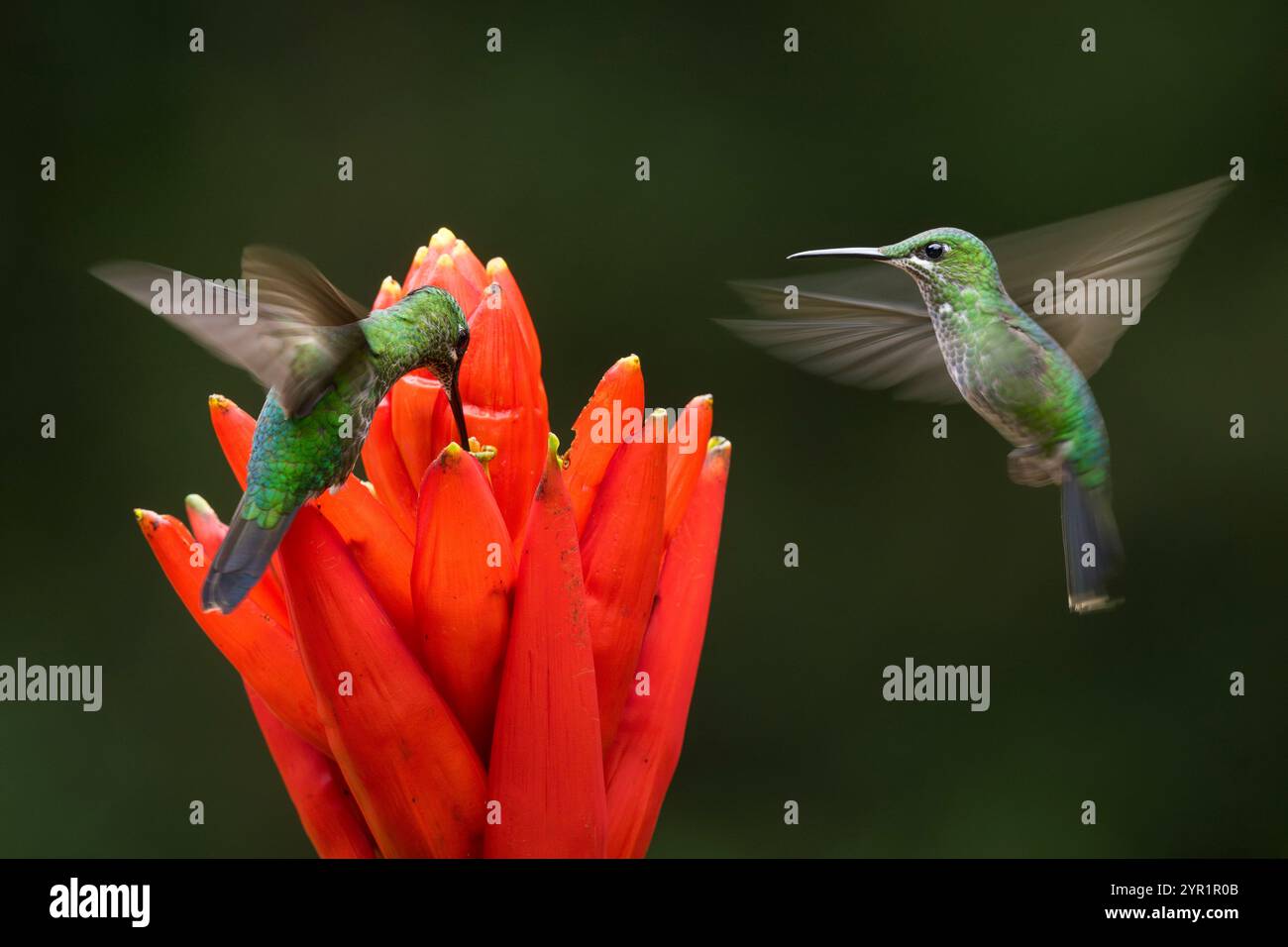 Grün gekrönte brillante Kolibris, Heliodoxa jacula, bewegungsunscharfe Flügel, im Flug, Costa Rica Stockfoto