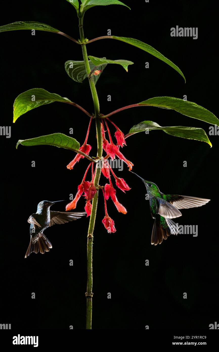 Grün gekrönter brillanter Kolibri, Heliodoxa jacula, Fütterung von Glossoloma tetragonum Blüten, Costa Rica Stockfoto