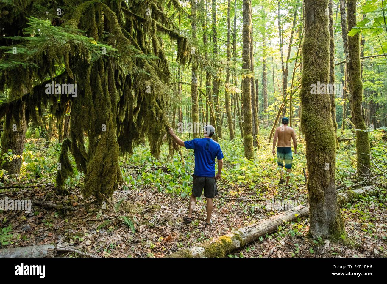 Rückansicht von zwei Männern, die durch üppige Wälder wandern Stockfoto