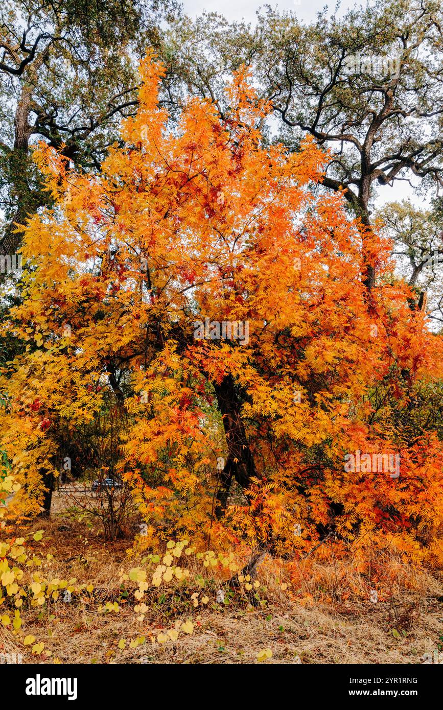 Baum mit leuchtendem Orangenlaub, Bidwell Park, Chico, CA Stockfoto