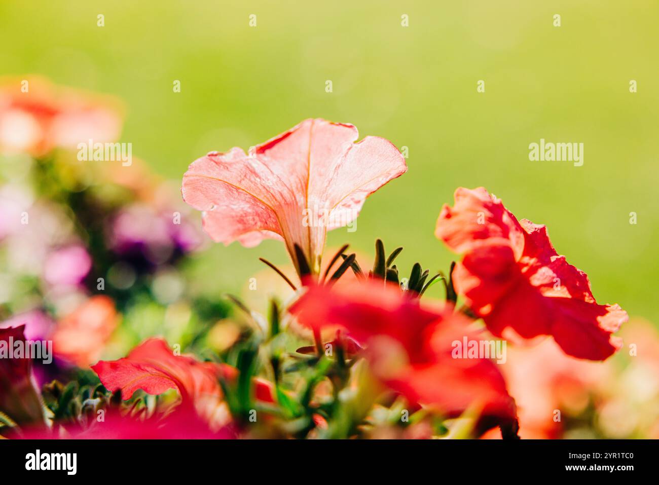 Hellrote Petunienblüten auf glattem grünem Hintergrund Stockfoto