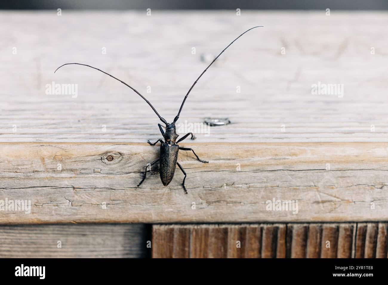Weiß gepunkteter sägekäfer krabbelt auf Holzoberfläche Stockfoto