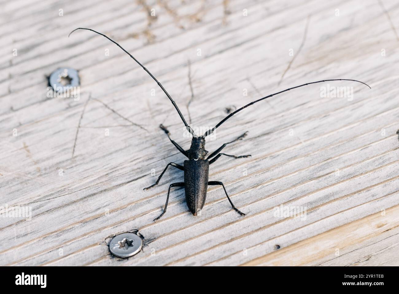 Schwarzer sägekäfer mit langen Antennen auf rustikaler Holzoberfläche Stockfoto