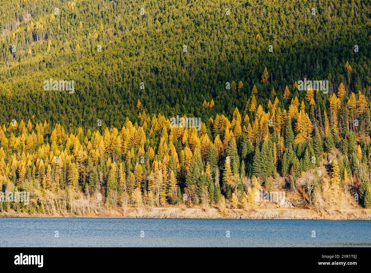 Lakeshore Wald mit Lärchen, Lake McDonald, Glacier National Park Stockfoto