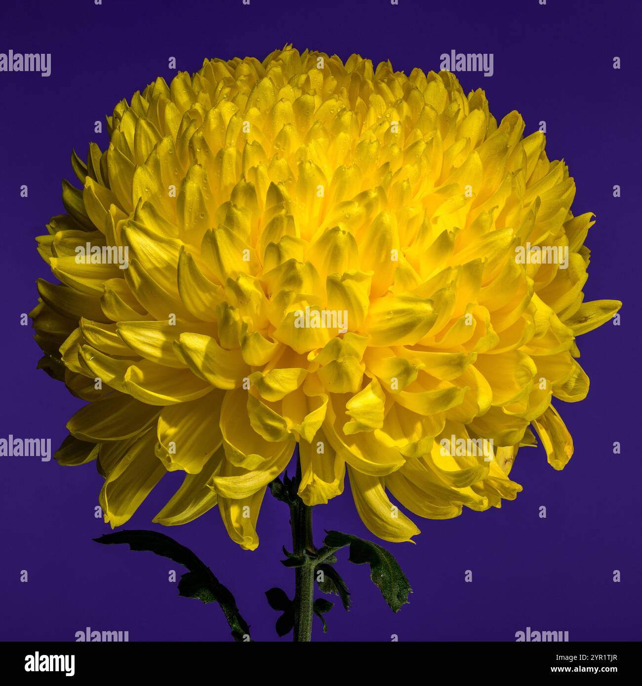 Gelbe Chrysantheme auf violettem Hintergrund Stockfoto