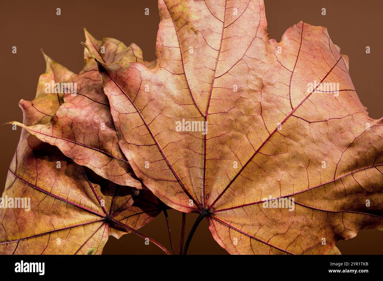 Leuchtende Herbstahornblätter auf braunem Hintergrund Stockfoto