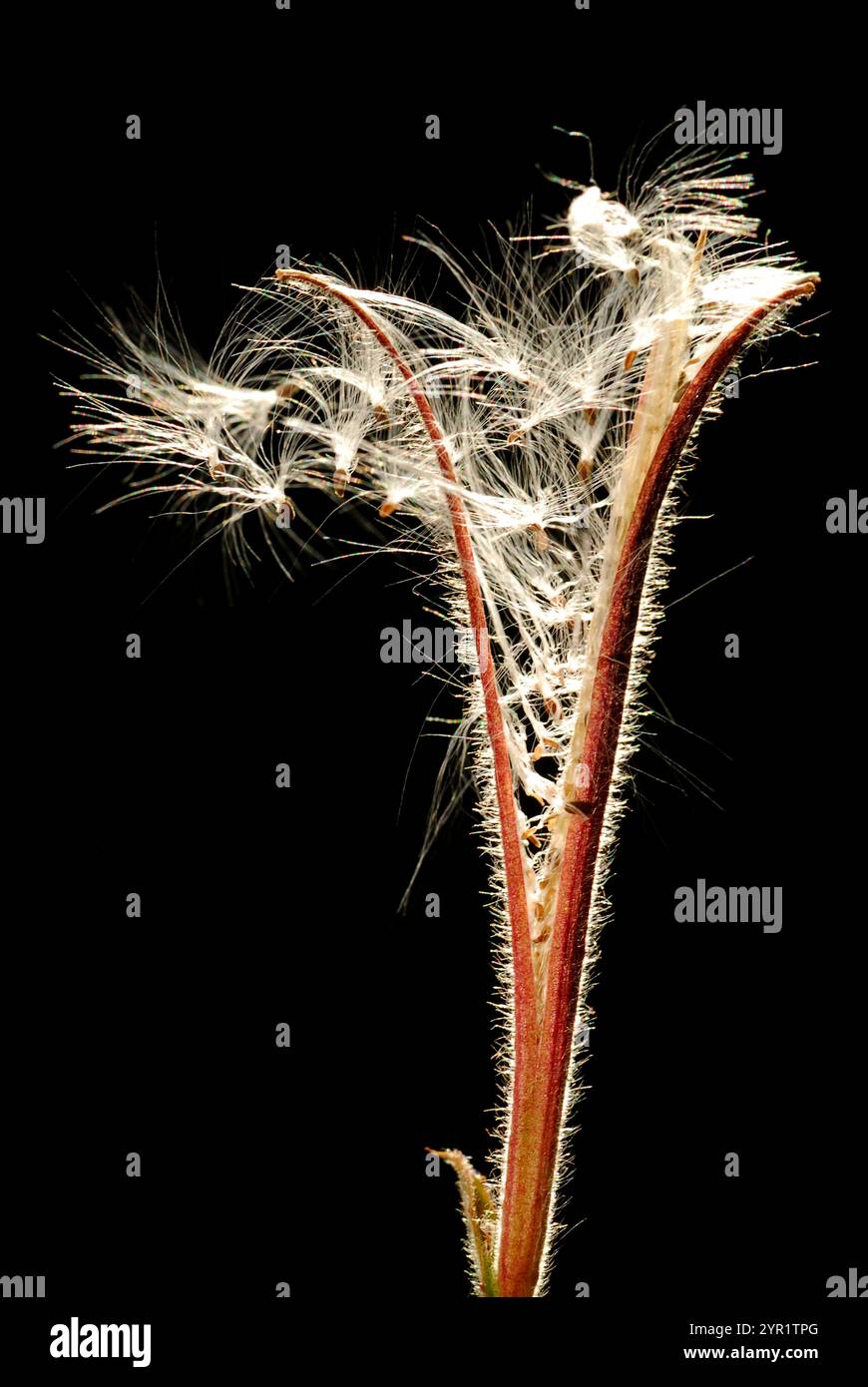 Früchte der großen Weidenweide (Epilobium hirsutum) gegen das Licht gesehen Stockfoto
