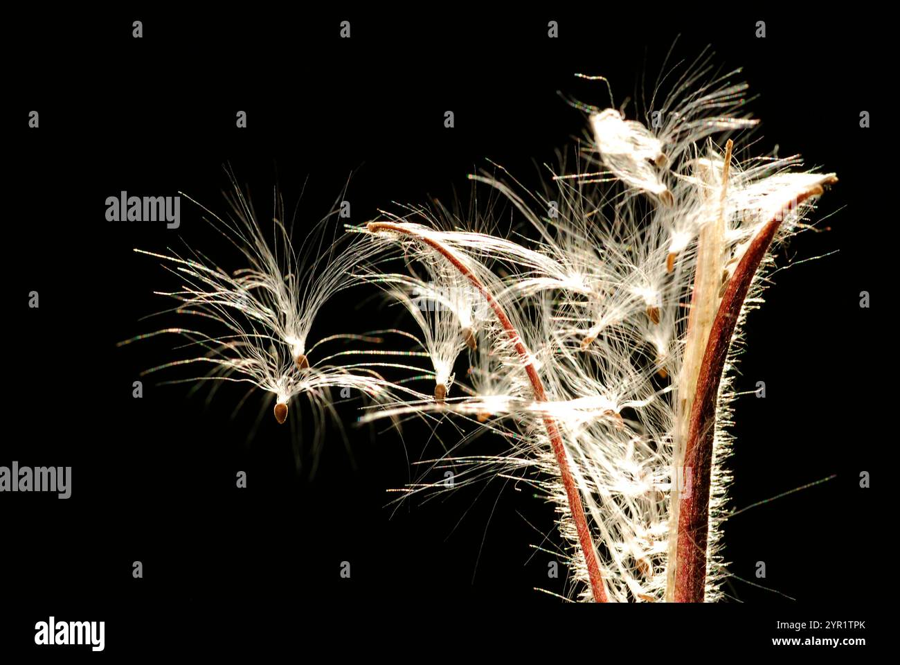 Früchte der großen Weidenweide (Epilobium hirsutum) gegen das Licht gesehen Stockfoto