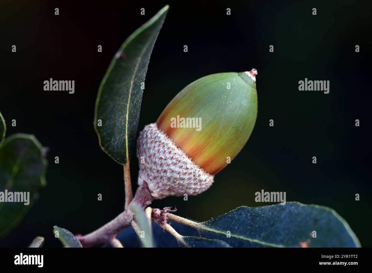 Detail einer Eichel aus einer Eiche (Quercus ilex) Stockfoto