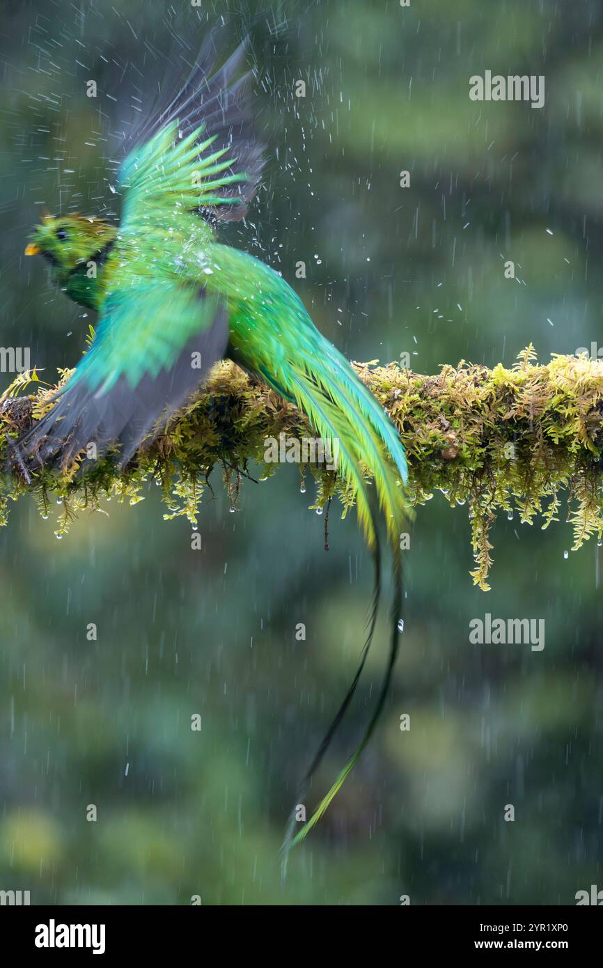 Männlicher prächtiger Quetzal, Pharomachrus mocinno, in einem Regenschauer, Bewegungsunschärfe, Costa Rica Stockfoto