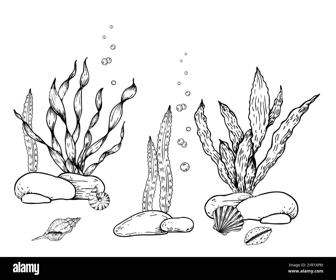 Vektor-Meeresboden. Muscheln, Kieselsteine, Algen, Korallen, Blasen. Handgemalte Seetang, Laminaria. Grafik-Rock-Clip-Art isoliert auf Hintergrund Stock Vektor