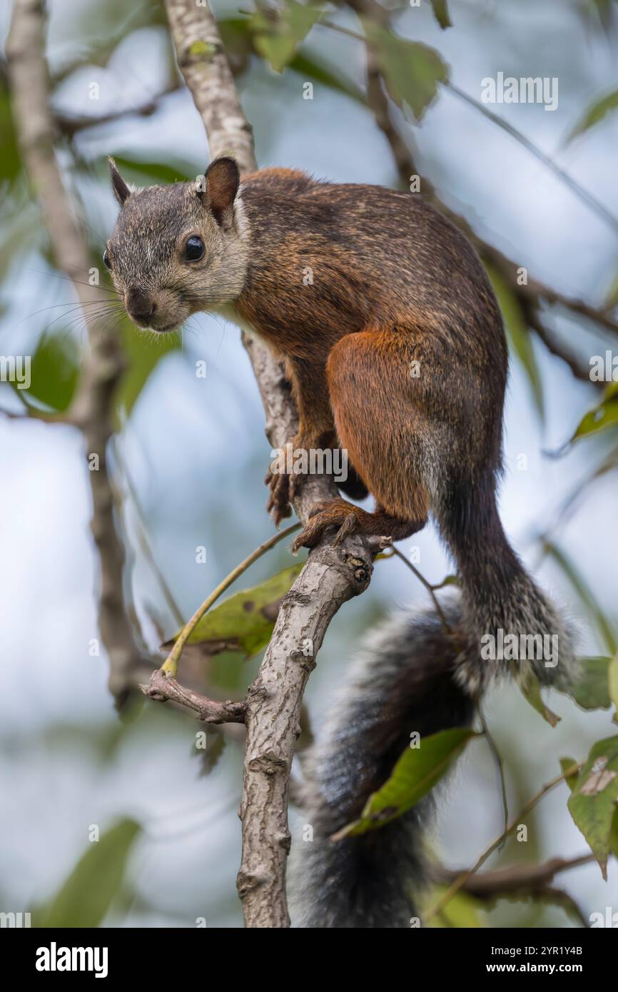 Eichhörnchen, Sciurus variegatoides, Costa Rica Stockfoto