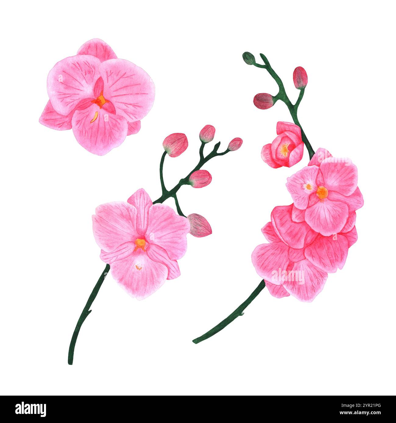 Orchideenzweige und Blüten. Phalaenopsis auf weißem Hintergrund. Illustrationen zum Bedrucken von Stoffen, Verpackungen und Einladungskarten. Stockfoto