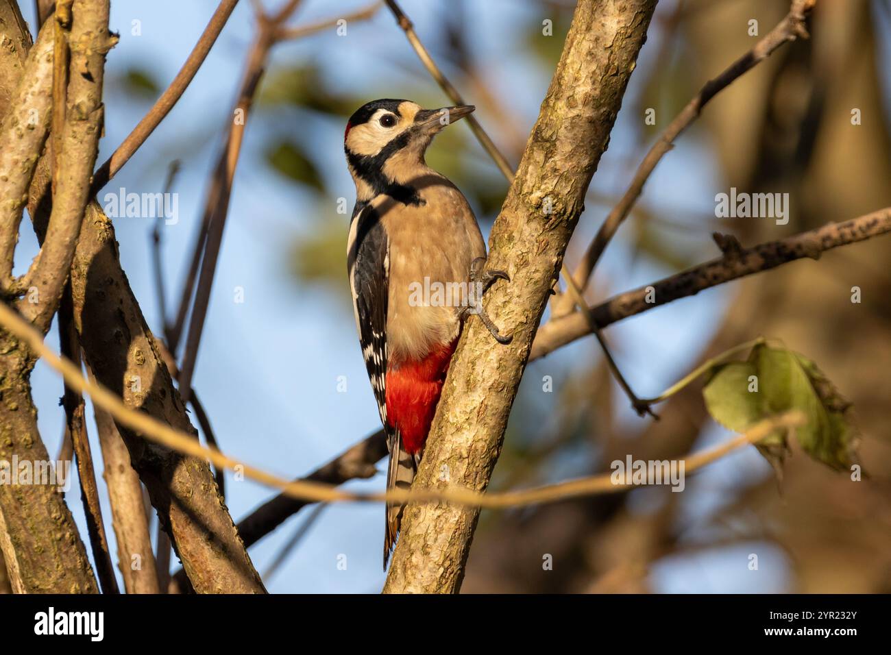 Großer Fleckenspecht Dendrocopos Major auf einem Baum. Sussex, Großbritannien Stockfoto