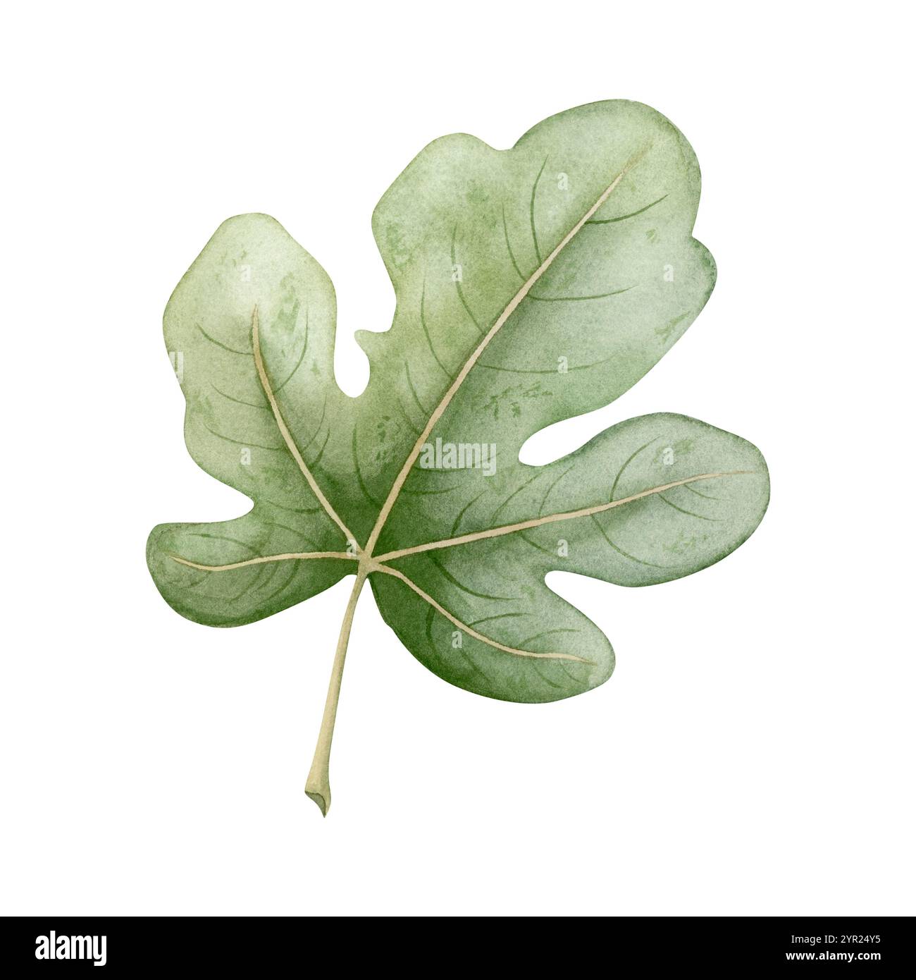 Grüne Feigenblatt-Aquarellabbildung. Handgezeichneter Tropenbaum hinterlässt Clipart für Sommermotive. Einfache Skizze Stockfoto