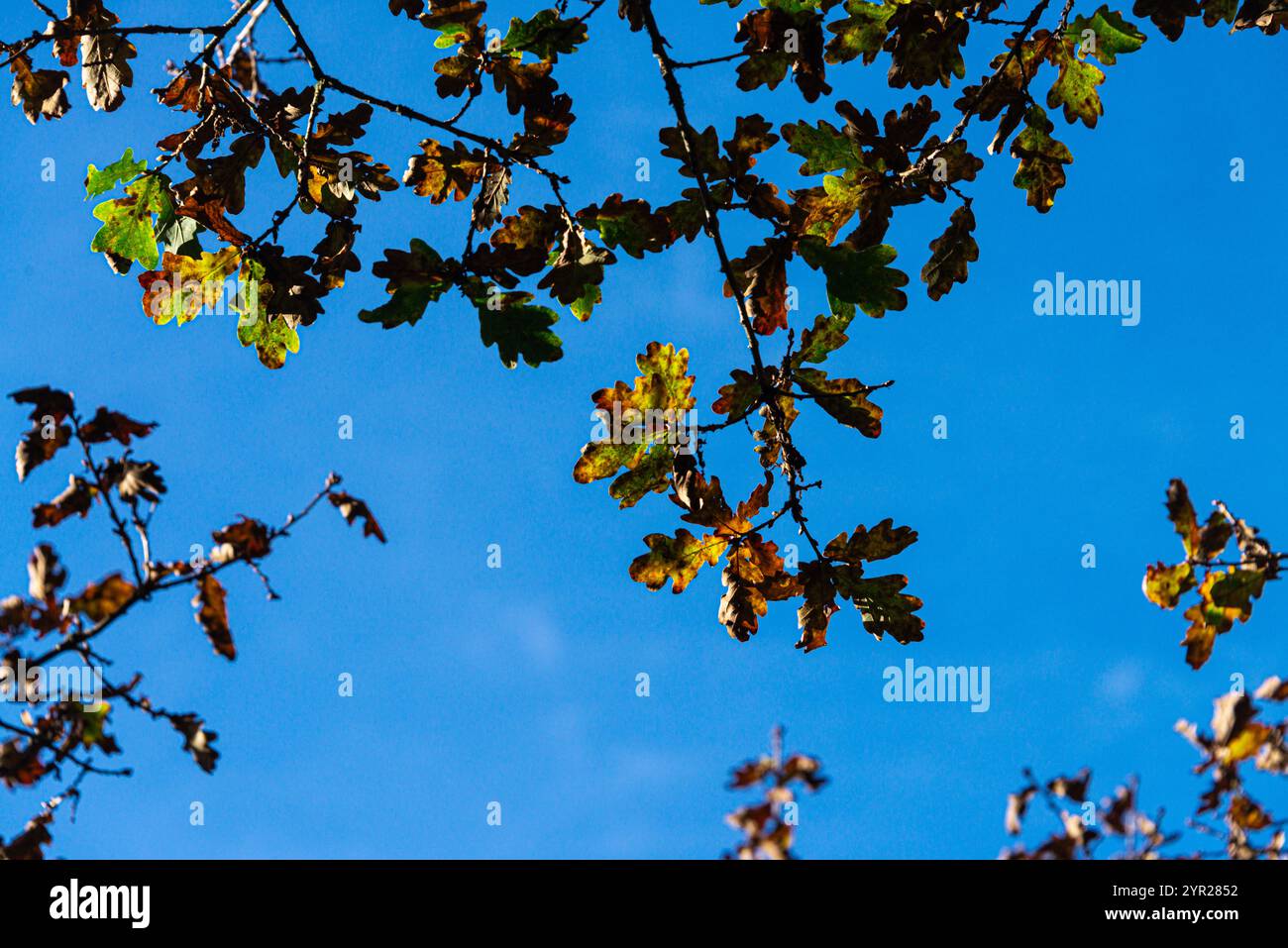 Die Herbstblätter einer Eiche (Quercus robur) vor einem hellblauen Himmel Stockfoto