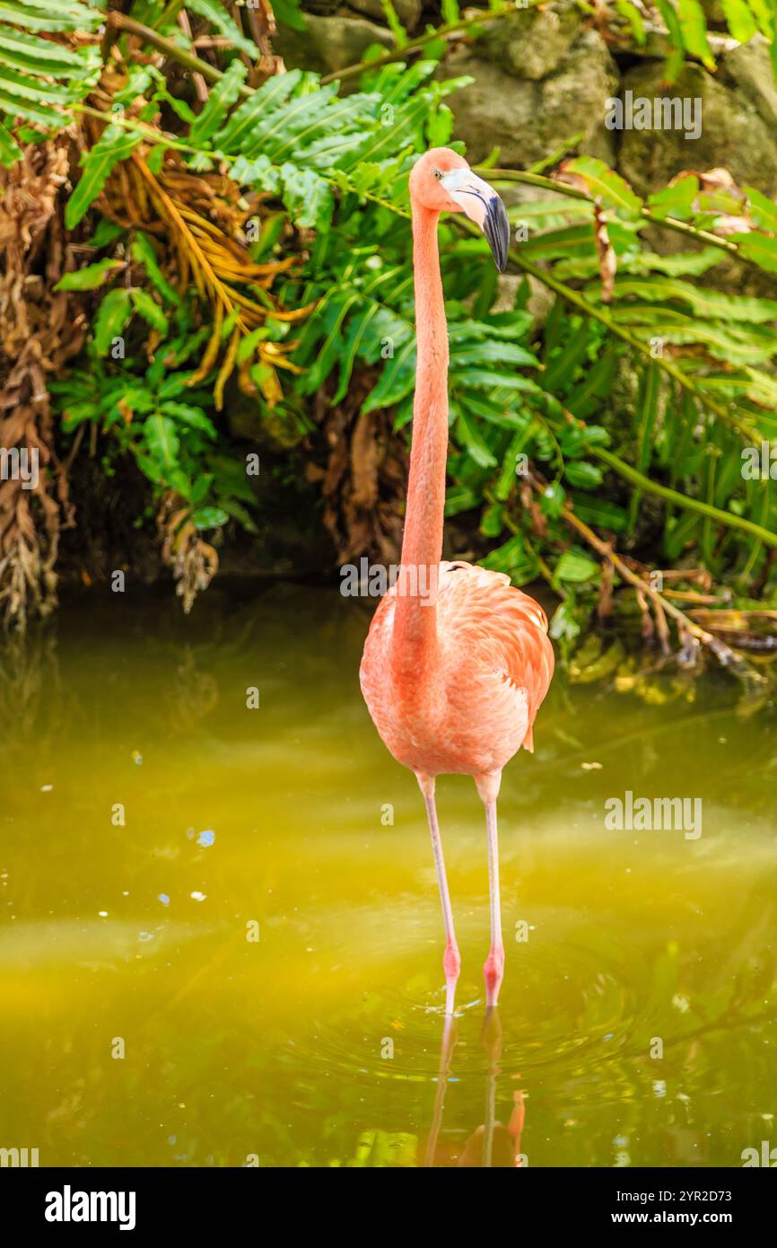 Ein Flamingo steht in einem Teich mit grünen Pflanzen. Das Konzept der Ruhe und der natürlichen Schönheit Stockfoto