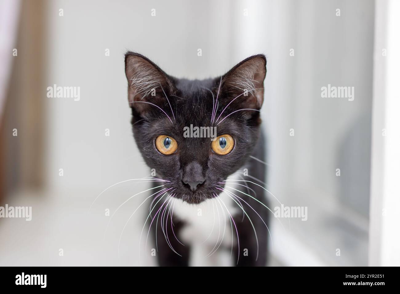 Dieses niedliche schwarz-weiße Kätzchen mit atemberaubenden goldenen Augen ist der ideale Begleiter für Tierliebhaber Stockfoto