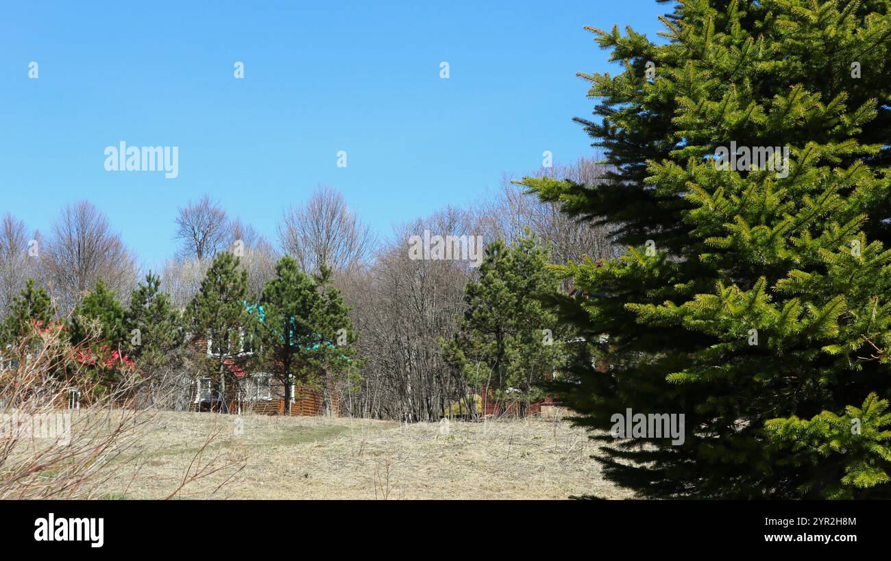 Versteckt hinter Bäumen braunes einsames Haus oder Ferienhaus sichtbar durch Kiefernzweige, privates Wohngebäude in Kiefernwald, Chalet oder Hütte Stockfoto