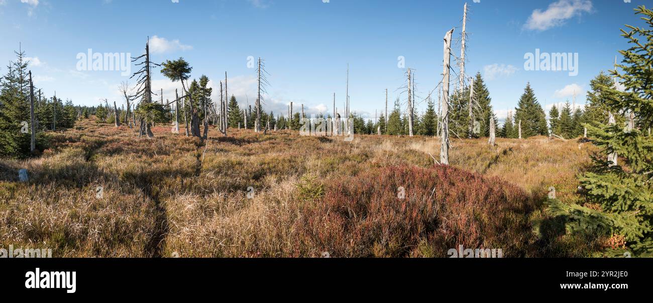 Hochlagen im Bayerischen Wald, Hochlagen im Bayerischen Wald Stockfoto