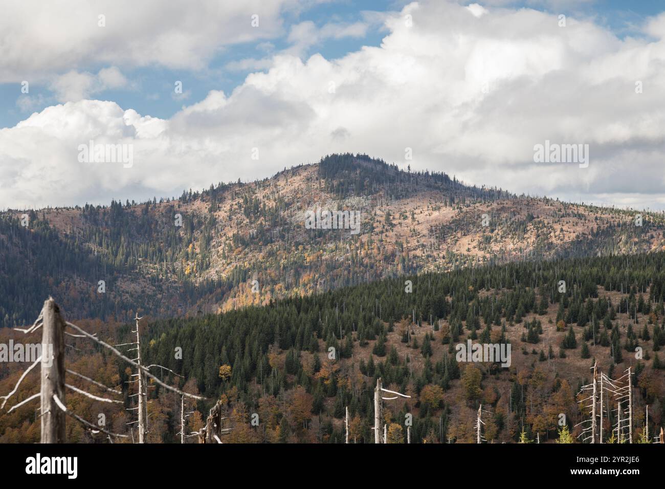 Hochlagen im Bayerischen Wald, Hochlagen im Bayerischen Wald Stockfoto