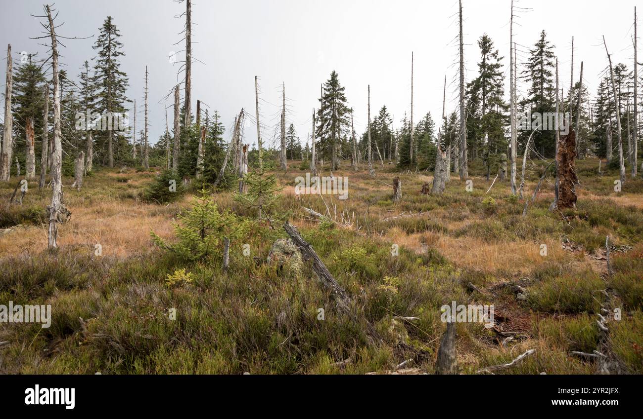Hochmoor im Bayerischen Wald, Hochmoor im Bayerischen Wald Stockfoto