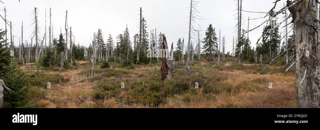 Hochmoor im Bayerischen Wald, Hochmoor im Bayerischen Wald Stockfoto