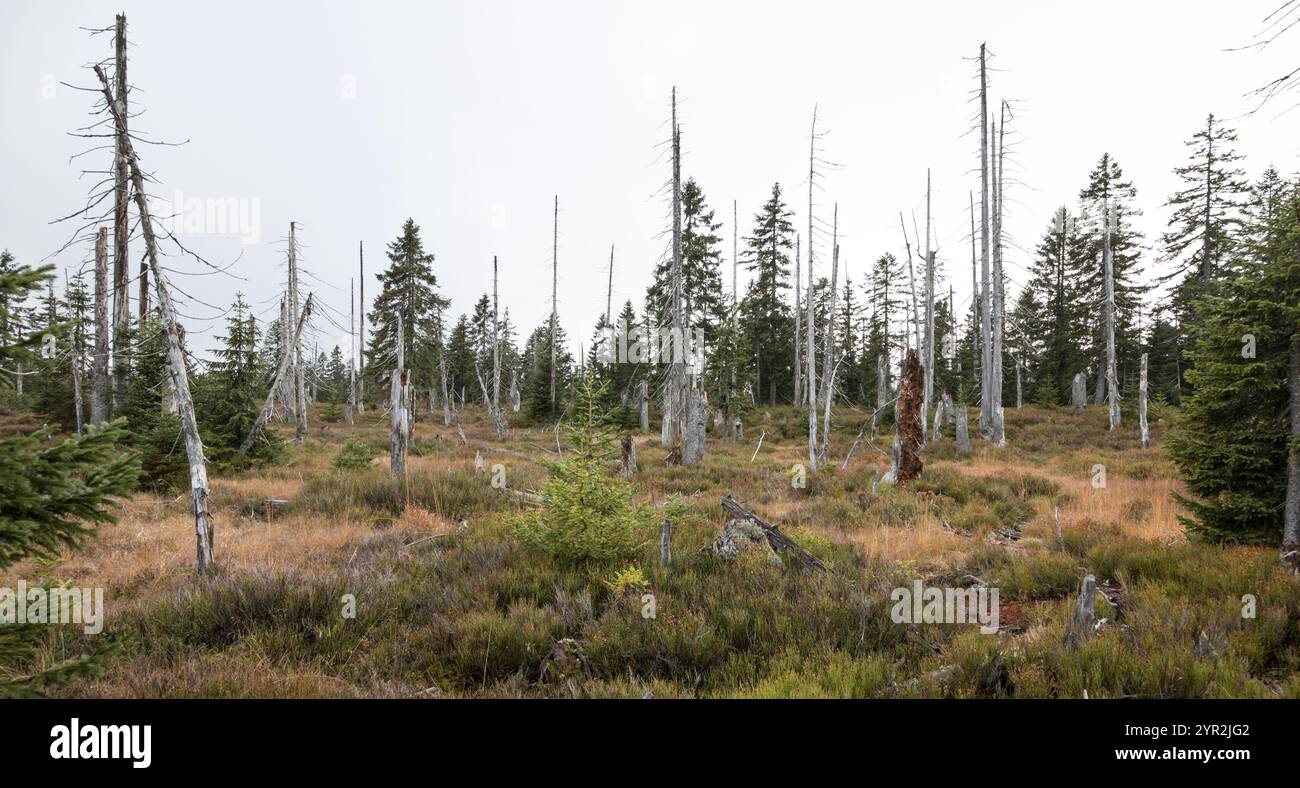 Hochmoor im Bayerischen Wald, Hochmoor im Bayerischen Wald Stockfoto