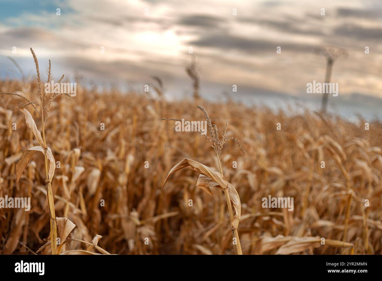 Getreidefelder mit ländlichem Hintergrund. Stockfoto