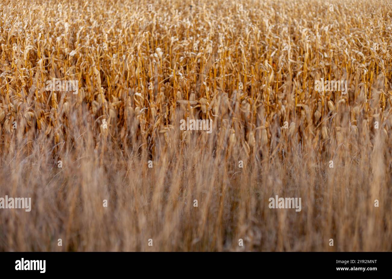 Die Textur eines goldenen Getreidefeldes Stockfoto